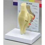 Lower Extremity Bone Model - Fasciitis Model - Foot Bone Model