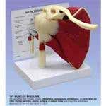Shoulder Model - Muscled Elbow Models - Hand Skeleton Models 