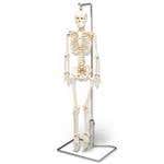 Anatomical Charts And Models - Human Anatomy Chart - Human Skeleton Models