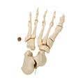 Disarticulated Half Skeleton - Right