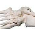 Stan-Standard Skeleton W/Pelvic Roller Stand