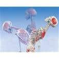 Sam-The Super Skeleton W/Pelvic Roller Stand