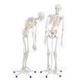 Fred-The Flexible Skeleton W/5' Roller Stand