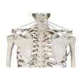 The Functional Skeleton On Hanging Stand