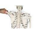 The Functional Skeleton On Hanging Stand