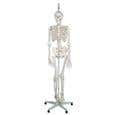 The Functional Skeleton On Hanging Stand