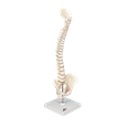 Mini Vertebral Spinal Column-Flexible On Stand