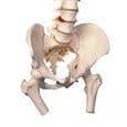 Vertebral Column &amp; Femoral Heads