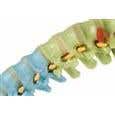 Didactic Flexible Spine