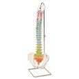 Didactic Flexible Spine