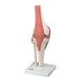 Deluxe Functional Knee Joint Model