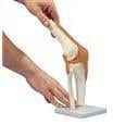 Deluxe Functional Knee Joint Model