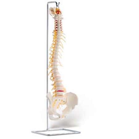 Basic Vertebral Column With Spinal Nerve