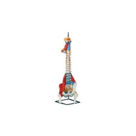 Full Spine Stand