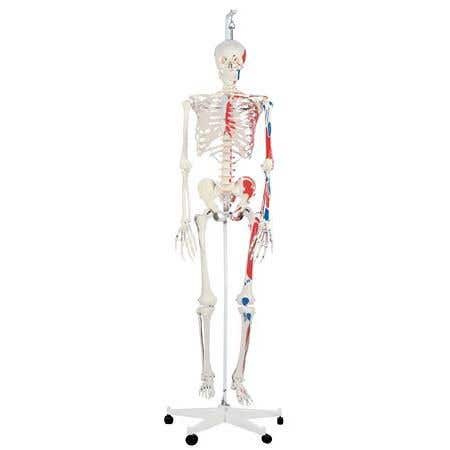 Max The Muscle Skeleton W/ Hanging Stand