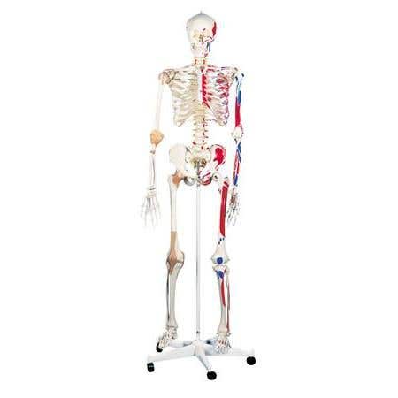 Super Human Skeleton Model "Sam" with Pelvic Roller Stand