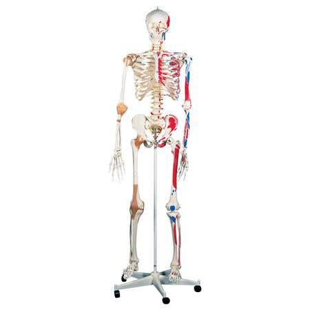 Sam The Super Skeleton W/ Hanging Stand