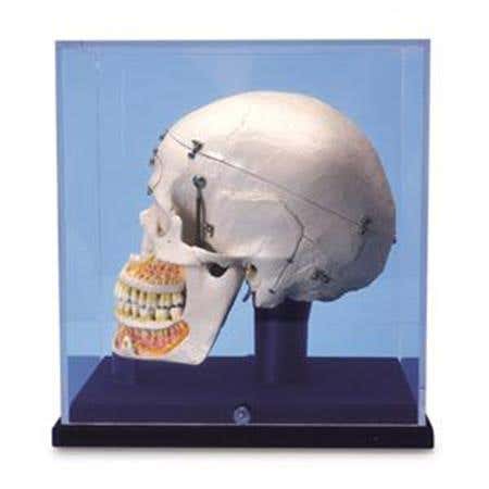 10 Part Deluxe Demonstration Skull W/Case