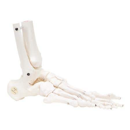 Right Flexible Foot &amp; Ankle Skeleton