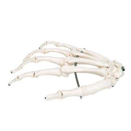 Hand Skeleton - Right