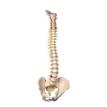 Flexible Spinal Column Female
