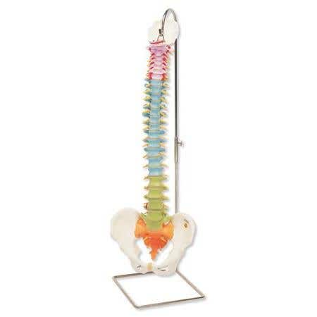 Didactic Flexible Spine