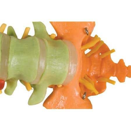 Didactic Spine W/ Femur Heads