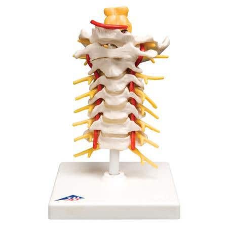 Cervical Spinal Column