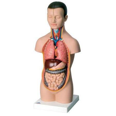 Mini Torso - 12 Part