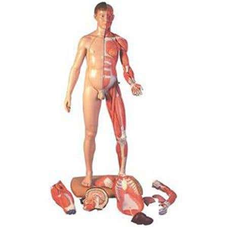 Dual Sex Lifesize 39 Part Human Model