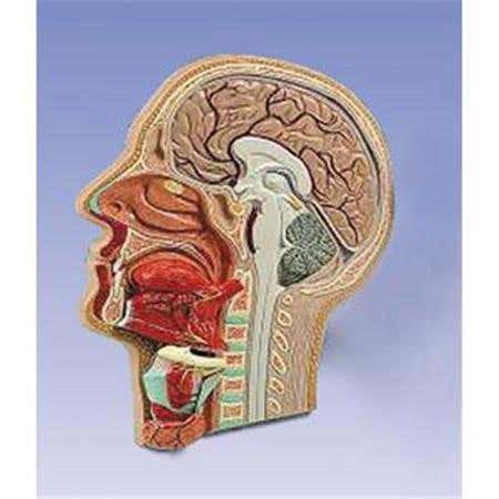 Median Section Head 5 Part