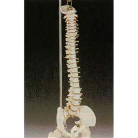 Desk Size Vertebral Column