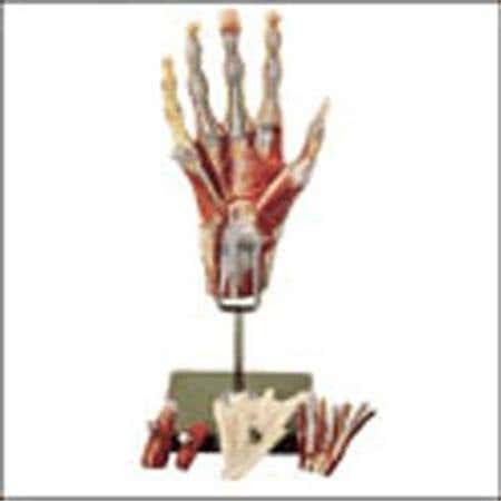 Muscles Of The Hand Model
