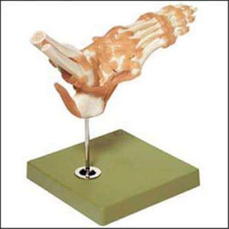 Foot &amp; Ankle Functional Model