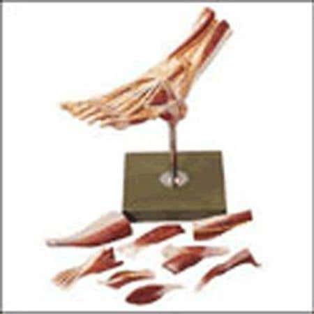 Muscles Of The Foot Model