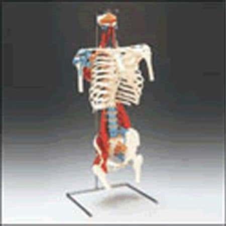 Skeletal Torso