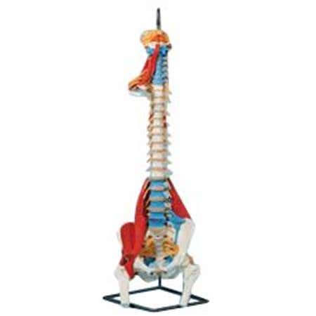 Vertical Spine With Colored Muscles &amp; Ligaments