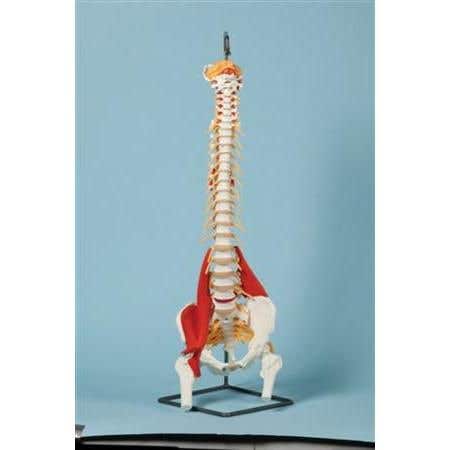 Vertebral Column With Muscles