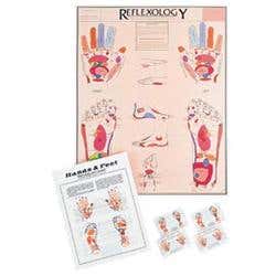 Reflexology Hand &amp; Foot Chart Laminated 17 X 21