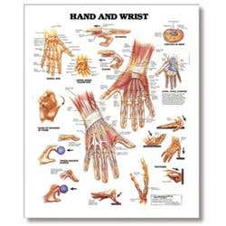 Hand And Wrist Chart, 20" X 26" Styrene