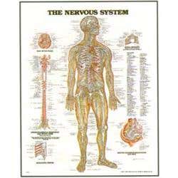 Chart Nervous System 20X26' Styrene Plastic