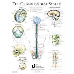 Craniosacral System Poster 19" X 25"