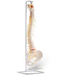 Basic Vertebral Column With Spinal Nerve