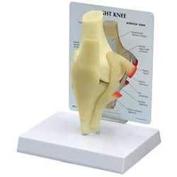 Basic Knee Model W/Key Card 100