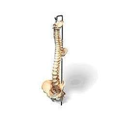Model Full Spine And Femur Heads W/Stand