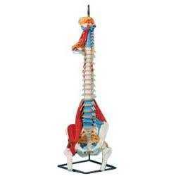 Full Spine Stand