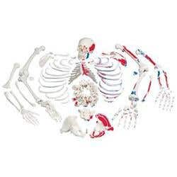 Disarticulated Skeleton Fully Painted