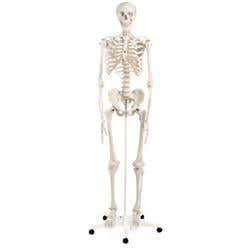 Stan-Standard Skeleton W/Pelvic Roller Stand