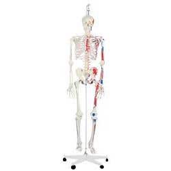 Max The Muscle Skeleton W/ Hanging Stand
