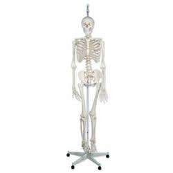 The Functional Skeleton On Hanging Stand